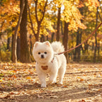 Pomeranian dog wearing Creamy White Teddy Bear Harness in Autumn Park - 4K Lifestyle